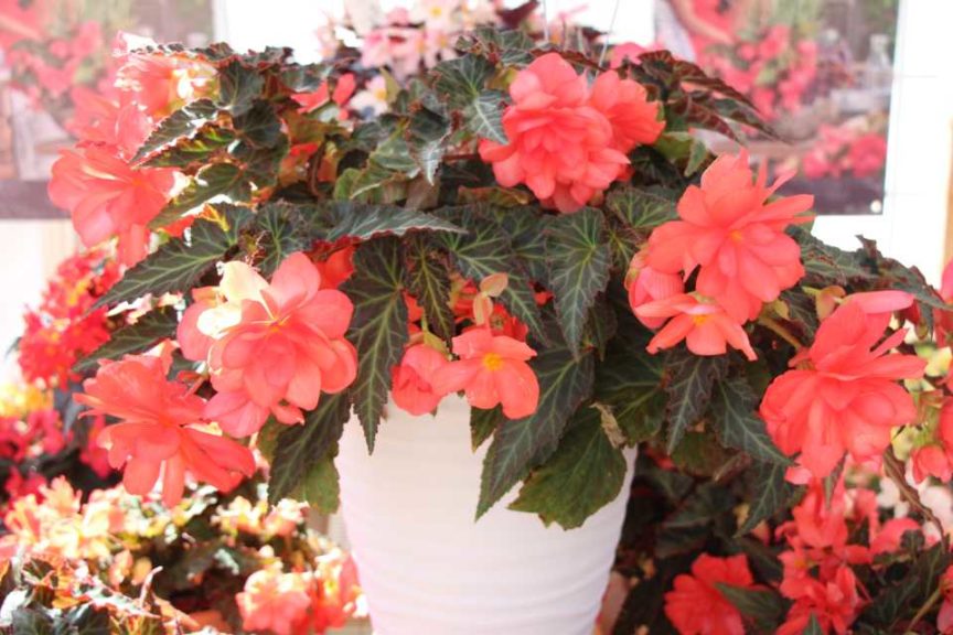 Day Four - California Spring Trials 2017