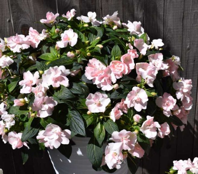 California Spring Trials 2017 - Day Four