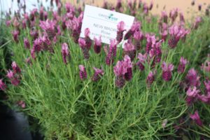 CAST 2017: Green Fuse Botanicals and Floranova