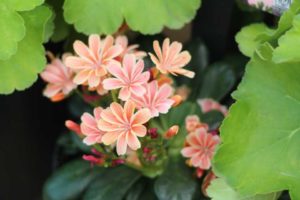 Day Four - California Spring Trials 2017