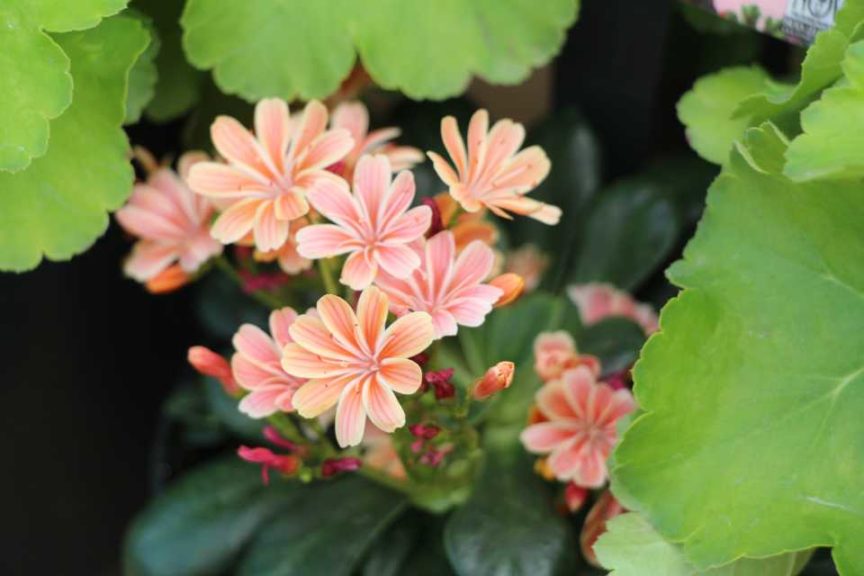 Day Four - California Spring Trials 2017