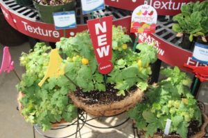 California Spring Trials: Day Three