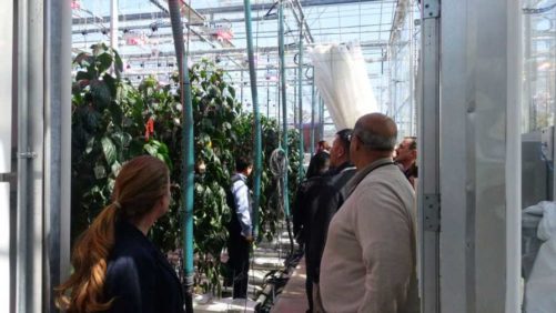 LumiGrow’s Latest Lighting Research Highlighted in Grower Event, Upcoming Webinar
