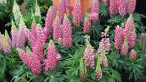 Begonias, Celosias Among Dr. Allan Armitage’s Favorites From Green Fuse Botanicals and Floranova at California Spring Trials