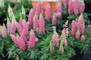Lupinus Staircase Series (Green Fuse Botanicals)