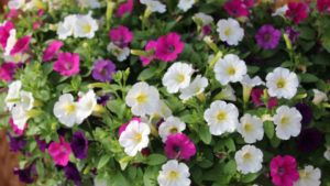 Proven Winners’ Focus on Creating Moments; Syngenta Hypes New Sunflower and Boosts Breeding Efforts; Danziger Developing Breeding Lines and Combos