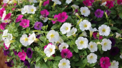 Proven Winners’ Focus on Creating Moments; Syngenta Hypes New Sunflower and Boosts Breeding Efforts; Danziger Developing Breeding Lines and Combos