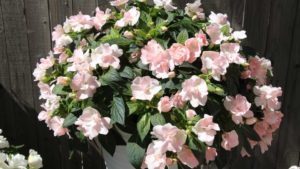 Update: Dümmen Orange Acquires McHutchison and Vaughan’s Horticulture; Here’s What it Means