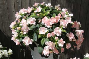 Impatiens 'Wild Romance Blush Pink' (Dümmen Orange) 