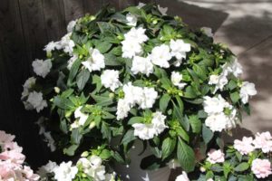 Day Four - California Spring Trials 2017