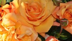 Ball Horticultural Expands Garden and Potted Rose Offerings