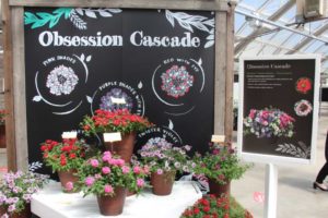 Day 1 - California Spring Trials 2017