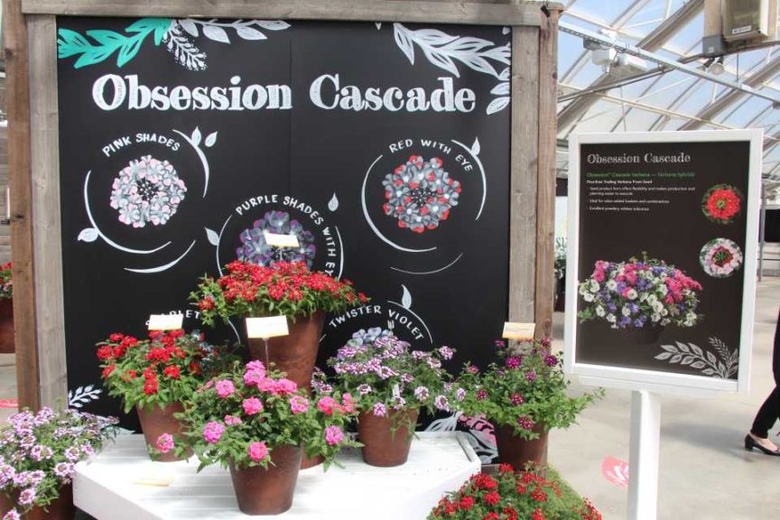 Day 1 - California Spring Trials 2017