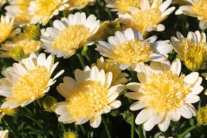 Day 1 - California Spring Trials 2017