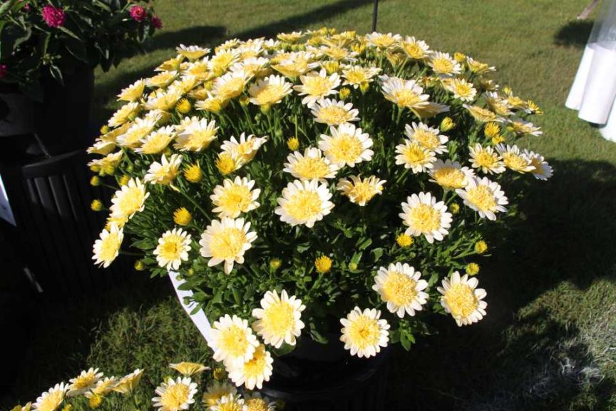 Day 1 - California Spring Trials 2017