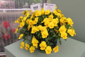 CAST 2017: Green Fuse Botanicals and Floranova