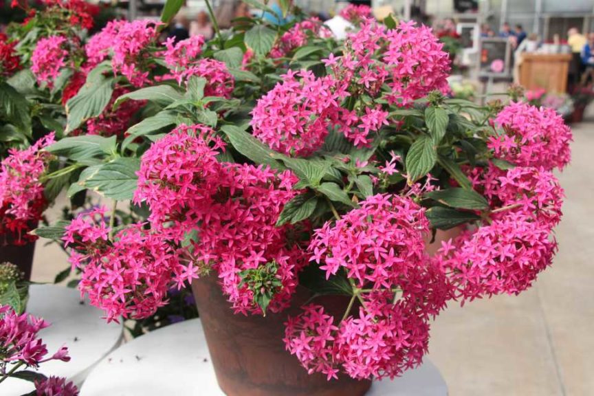 California Spring Trials Day One - New Plant Varieties from Danziger ...