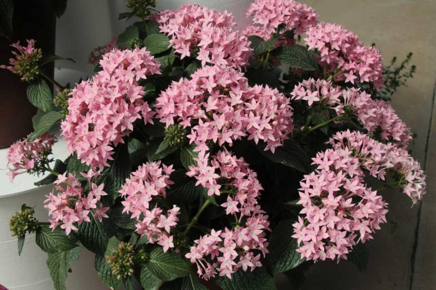 Day 1 - California Spring Trials 2017