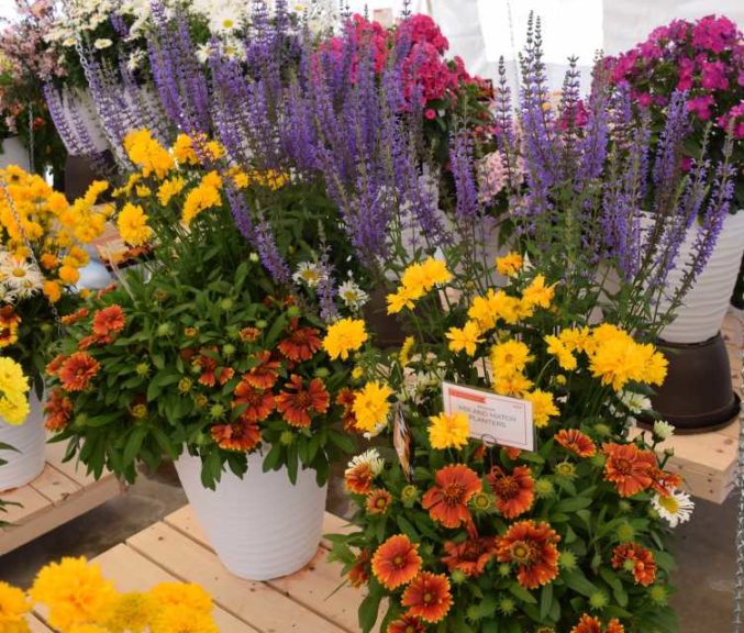 California Spring Trials 2017 - Day Four