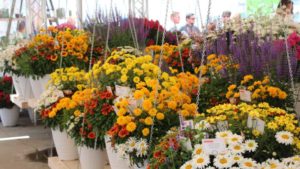 California Spring Trials Day Four: New Plant Intros from Dümmen Orange, Terra Nova Nurseries, Kientzler, and More