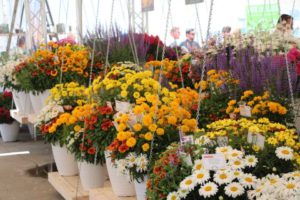 Day Four - California Spring Trials 2017