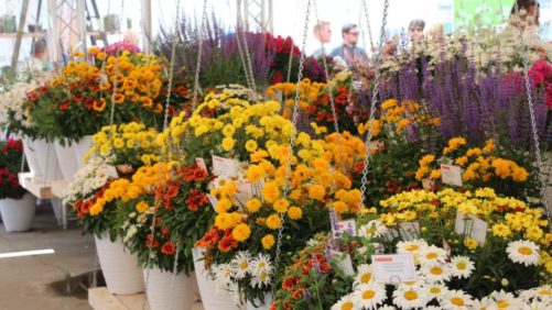 California Spring Trials Day Four: New Plant Intros from Dümmen Orange, Terra Nova Nurseries, Kientzler, and More