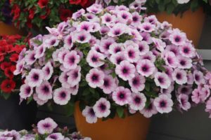 New Vegetative Petunias From California Spring Trials 2017 - Northern Sites