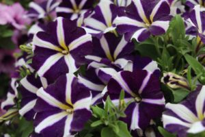 New Vegetative Petunias From California Spring Trials 2017 - Northern Sites