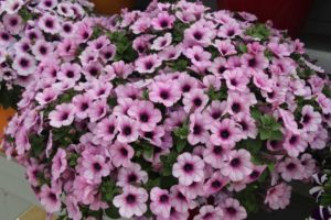 New Vegetative Petunias From California Spring Trials 2017 - Northern Sites