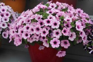 Day 1 - California Spring Trials 2017