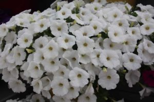 New Vegetative Petunias From California Spring Trials 2017 - Northern Sites