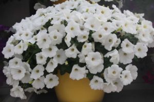 Day 1 - California Spring Trials 2017