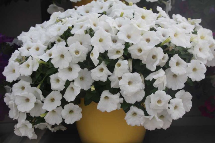 Day 1 - California Spring Trials 2017