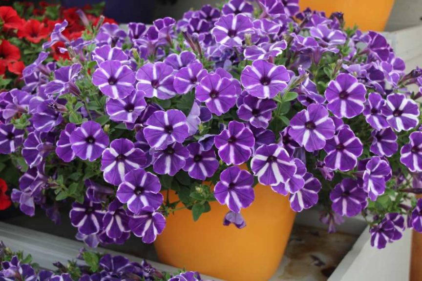 New Vegetative Petunias From California Spring Trials 2017 - Northern Sites