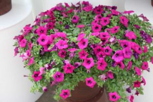 New Vegetative Petunias From California Spring Trials 2017 - Northern Sites