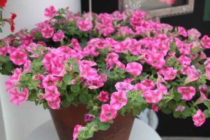 Day 1 - California Spring Trials 2017