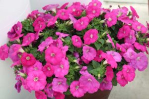 Day 1 - California Spring Trials 2017