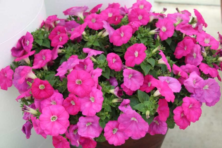 Day 1 - California Spring Trials 2017