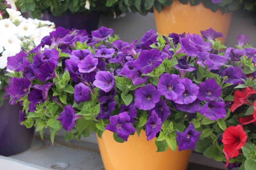 New Vegetative Petunias From California Spring Trials 2017 - Northern Sites