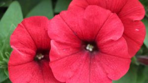 Danziger Adds More Rooted Cutting Station Partners