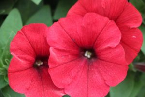 New Vegetative Petunias From California Spring Trials 2017 - Northern Sites