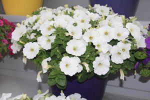 New Vegetative Petunias From California Spring Trials 2017 - Northern Sites