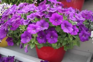 New Vegetative Petunias From California Spring Trials 2017 - Northern Sites