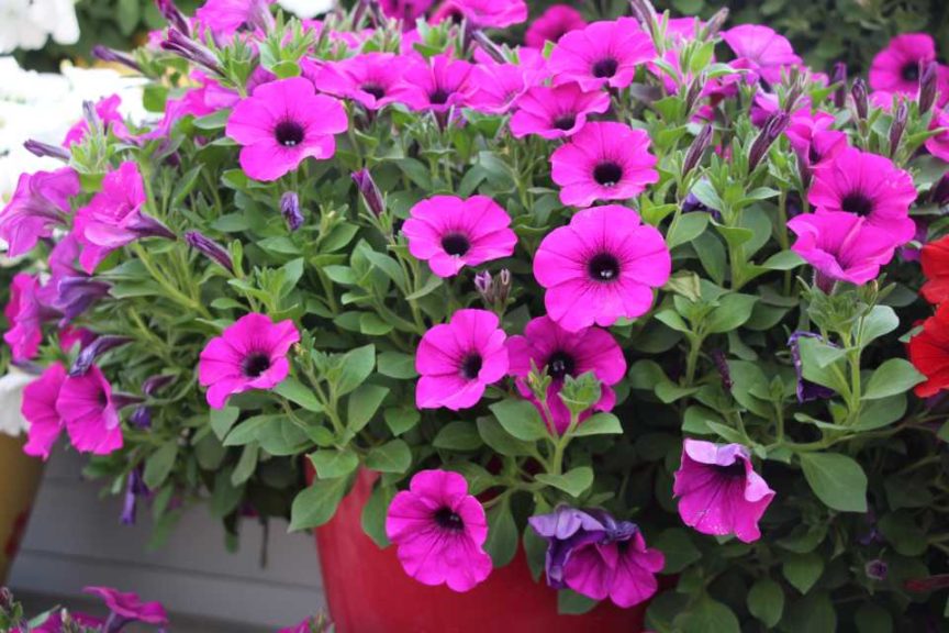 New Vegetative Petunias From California Spring Trials 2017 - Northern Sites