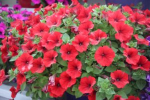 New Vegetative Petunias From California Spring Trials 2017 - Northern Sites