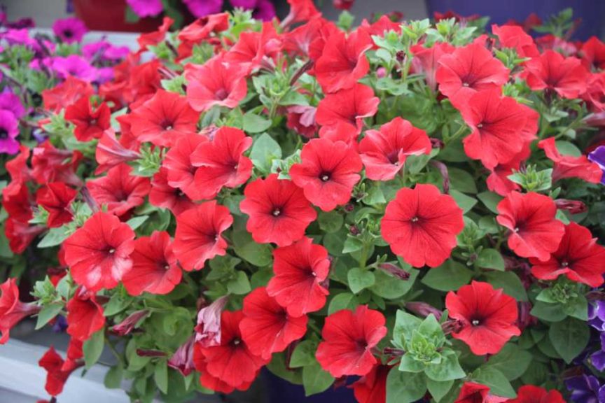 New Vegetative Petunias From California Spring Trials 2017 - Northern Sites