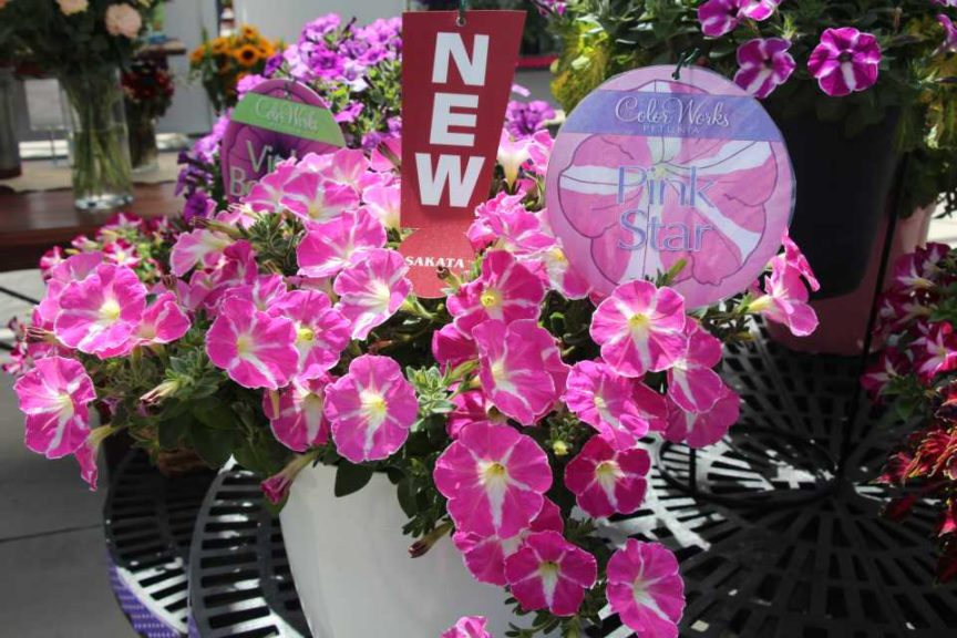 New Vegetative Petunias From California Spring Trials 2017 - Northern Sites