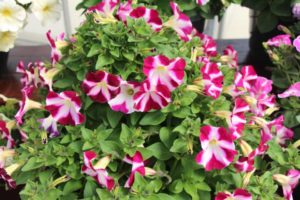 New Vegetative Petunias From California Spring Trials 2017 - Northern Sites