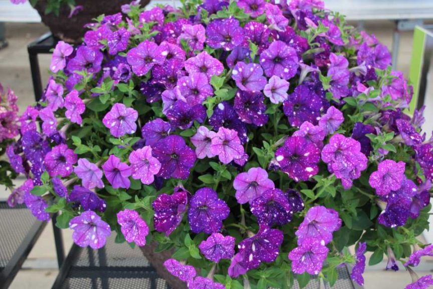 New Vegetative Petunias From California Spring Trials 2017 - Northern Sites