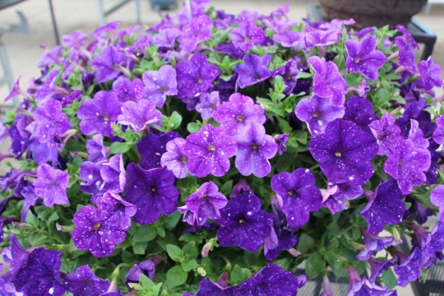 New Vegetative Petunias From California Spring Trials 2017 - Northern Sites